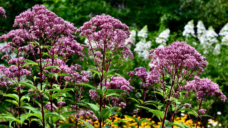 Joe Pye weed growing in the garden