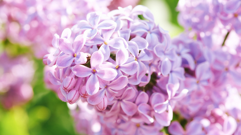 close-up of lilac flowers