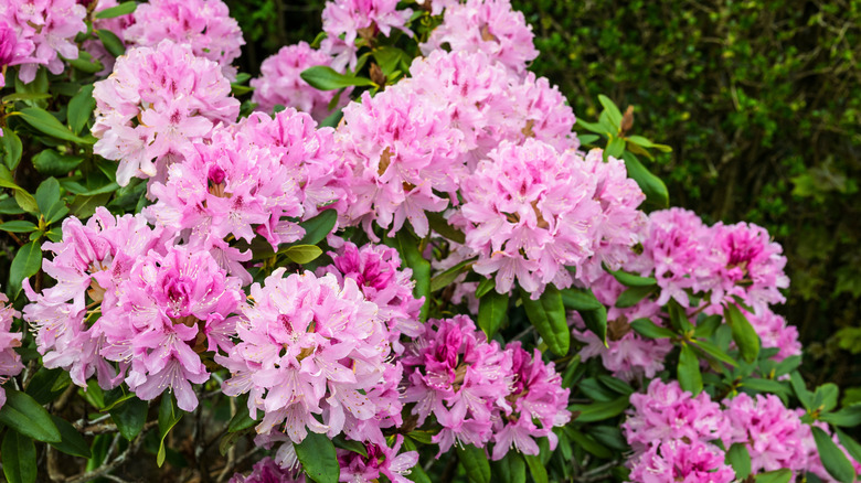 pink rhododendron flowers in bloom on a shrub