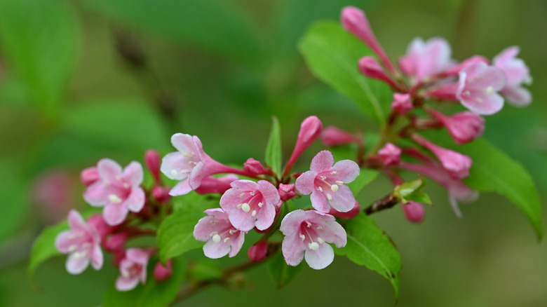 close-up of weigela flowers