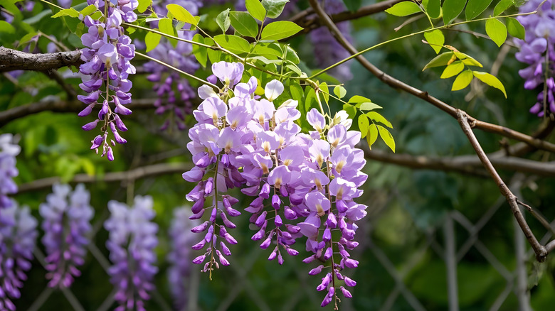 close-up of purple wisteria flowers