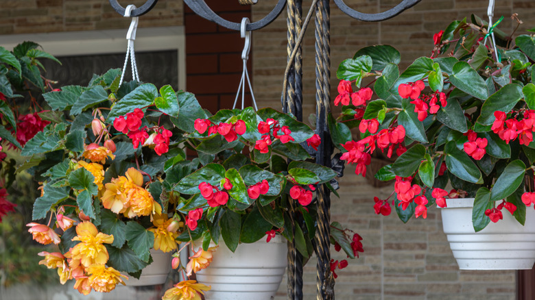 A trio of hanging baskets with begonias