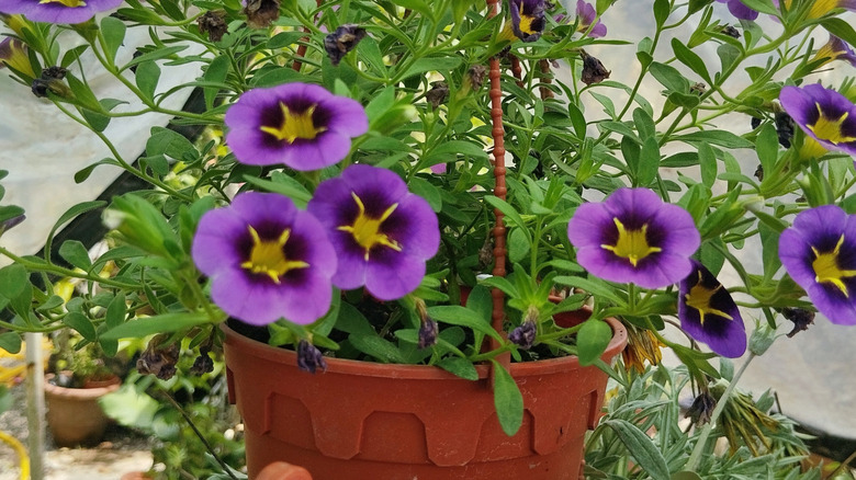 Purple Calibrachoa growing in a hanging basket