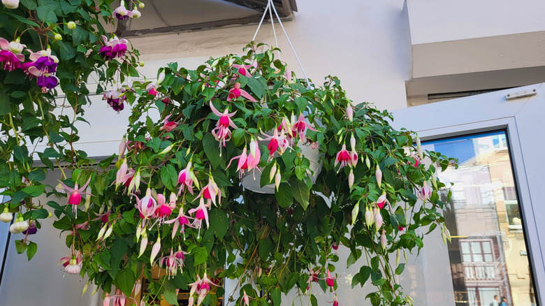 Pink and white fuchsia flowers trailing from a hanging basket