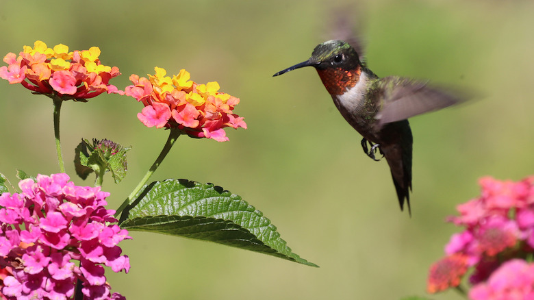 A hummingbird approaching a pink and yellow flowering lantana