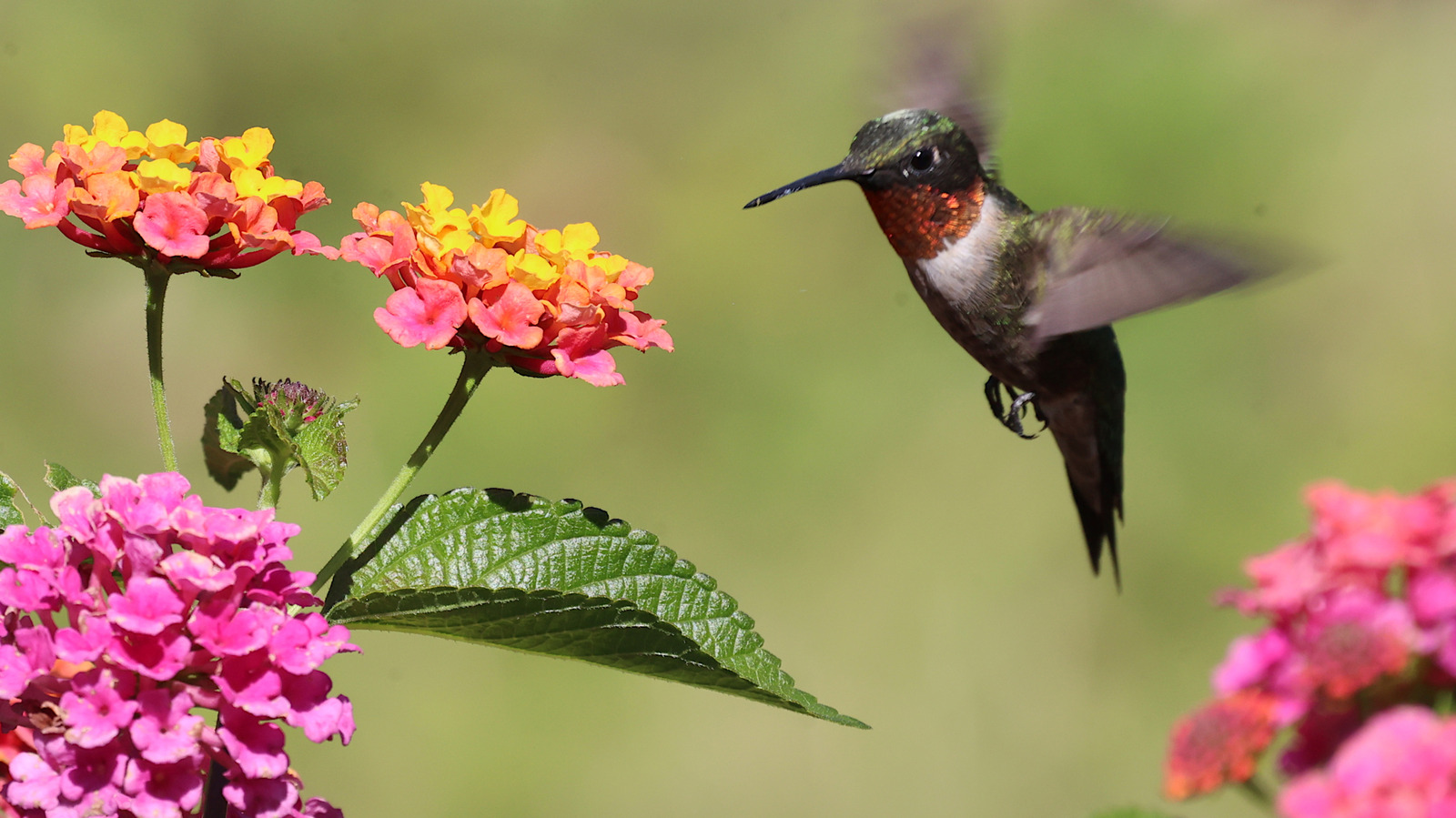 9 Pretty Hanging Basket Flowers That Attract Hummingbirds All Summer & Fall  Long