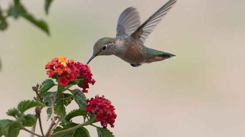 A hummingbird in front of a lantana flower