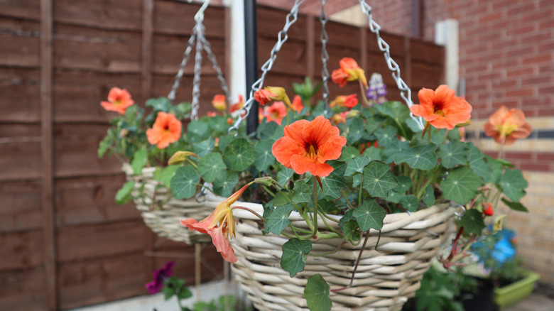Orange nasturtium flowers in hanging baskets