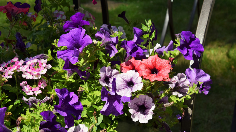 Purple and pink petunias in a flower pot