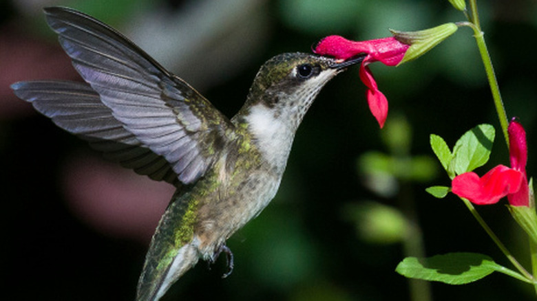 A hummingbird feeding on red salvia flowers