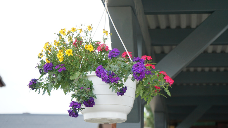 Verbena and other flowers in a hanging basket