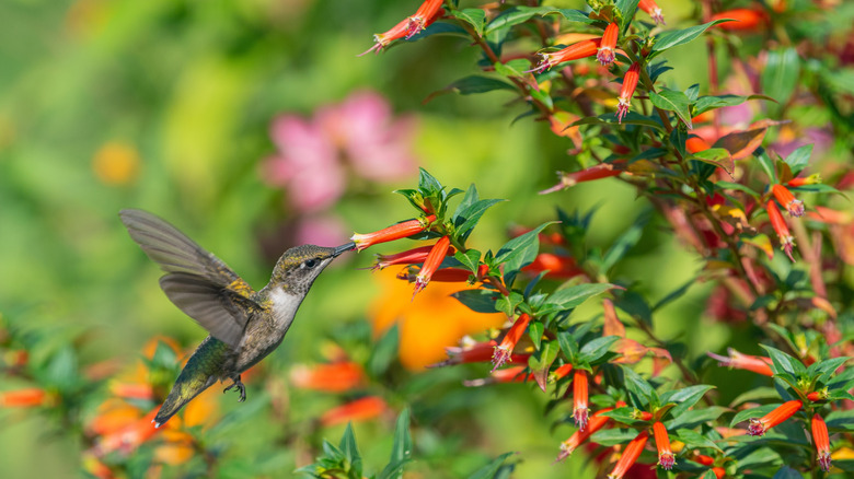 A hummingbird visits Vermillionaire cuphea