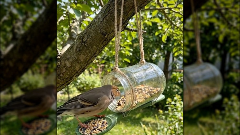 A bird eating from a DIY bird feeder made from a Mason jar and a wooden spoon