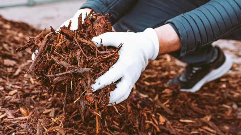 A gardener holding mulch