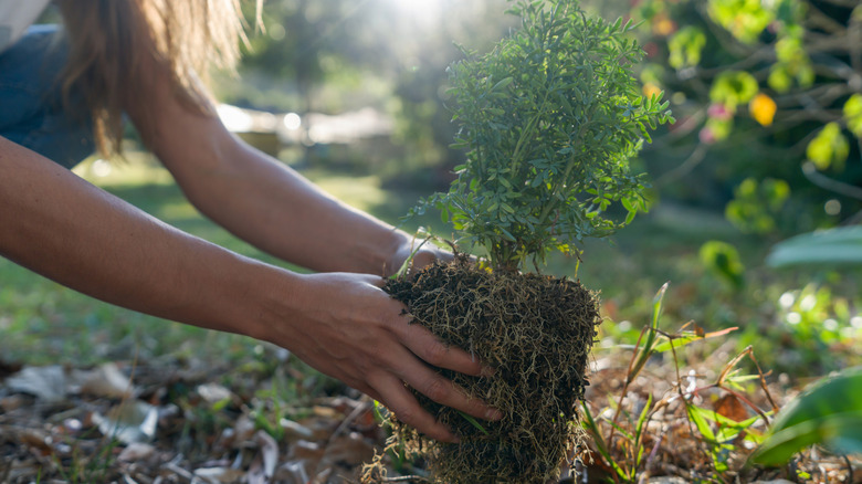 A person planting a bush in the ground