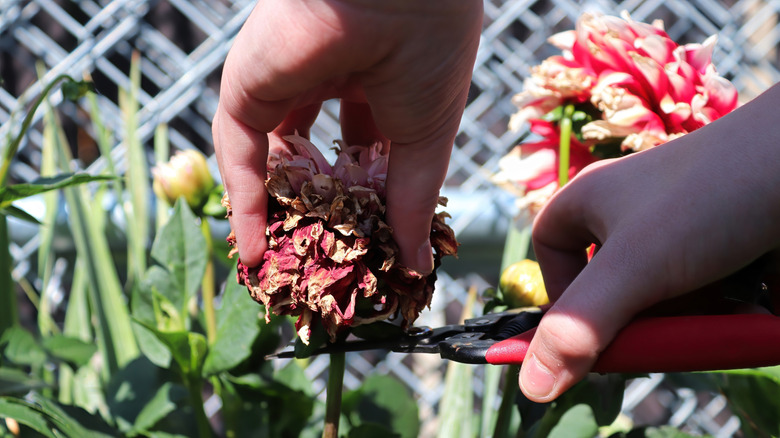 A person's hands deadheading a dahlia flower