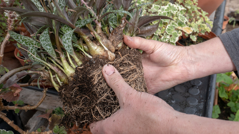 A gardener's hands holding a plant and its roots