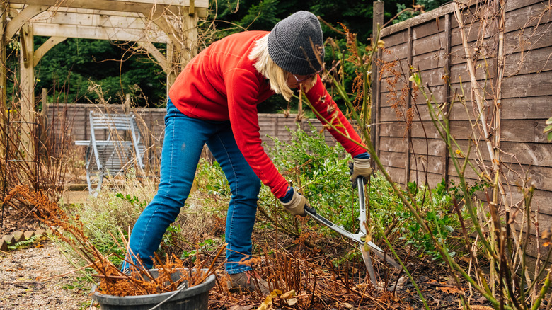 A woman in a red sweater and grey beanie gardening in the backyard in the fall