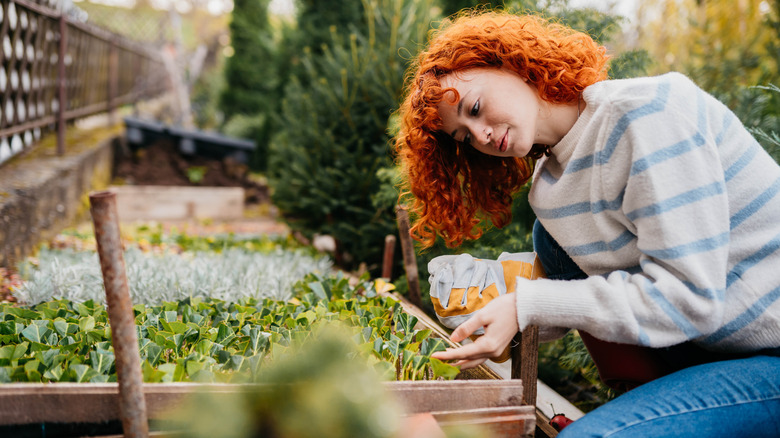 A red-headed woman gardening in the fall
