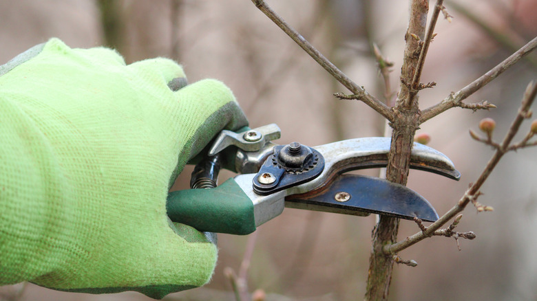 A closeup of a gardener's hand in a green glove pruning a plant