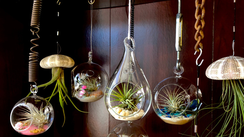 A hanging terrarium display against a dark wooden wall.