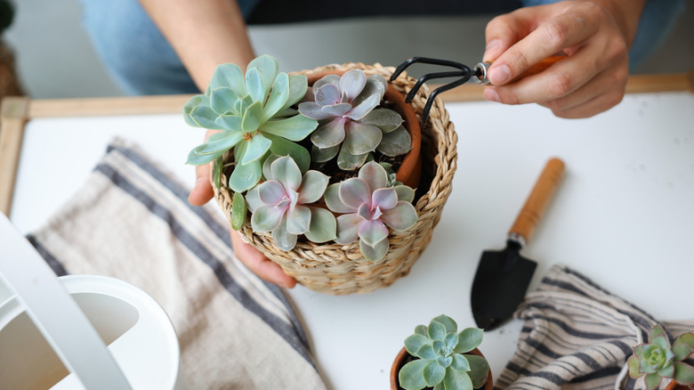 Hands holding succulents in a small planter with gardening tools around.