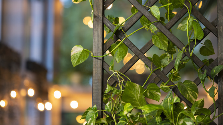 Wooden trellis with green vine