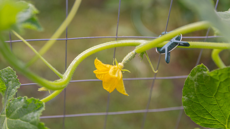 Plastic plant clip securing vine with yellow flower to trellis