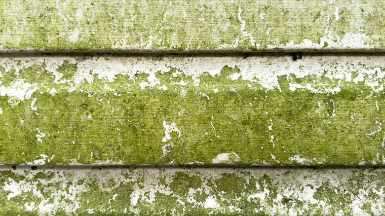 White vinyl siding covered with green algae
