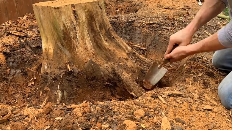 Man using a hand shovel to remove the soil around a stump