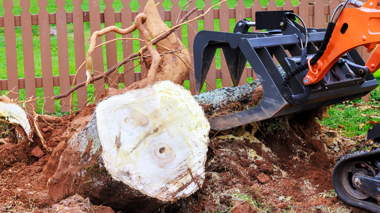 A skid steer loader pulling out a tree stump from a yard