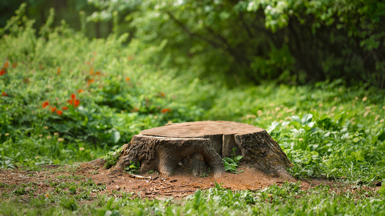 A tree stump in the middle of a backyard