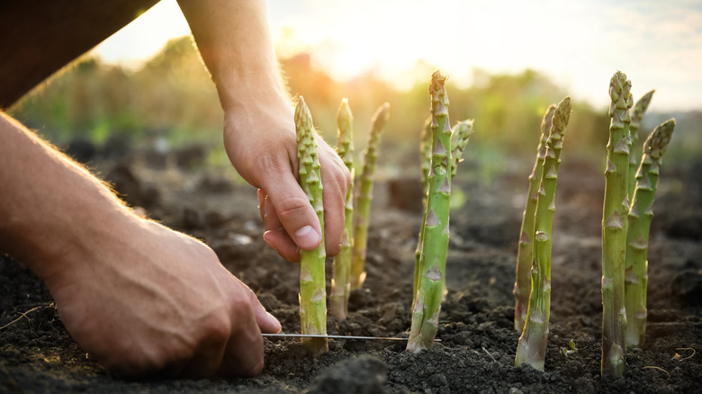 a man cuts asparagus from the vegetable bed