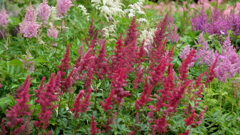 red, pink, and white astilbe plants in a garden