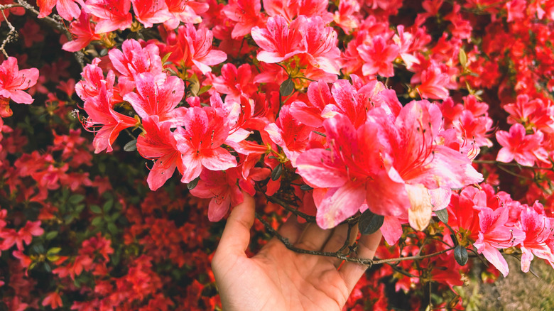pink azaleas in bloom