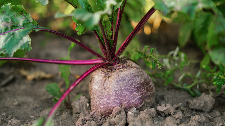 a beet grows in a garden