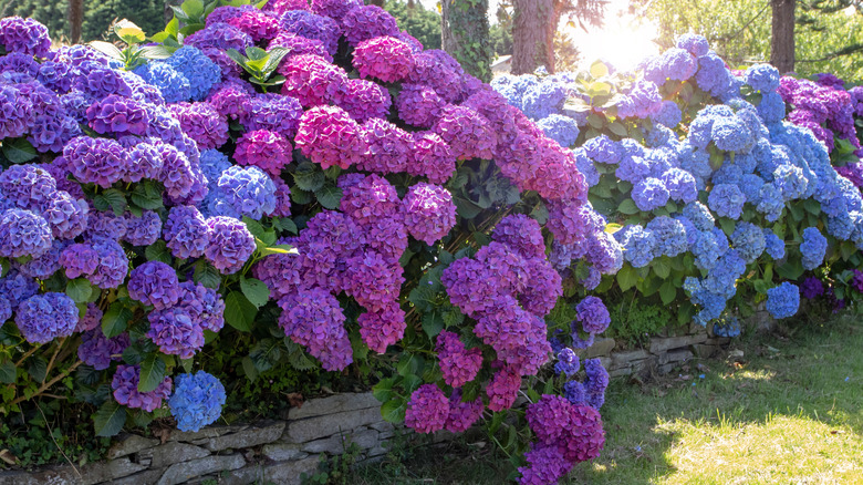 blue, pink, and purple hydrangea flowers in a garden