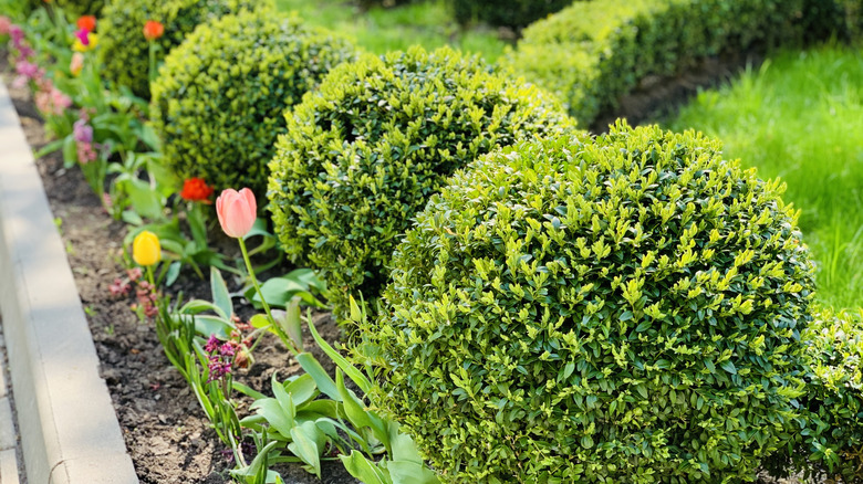 boxwood shrubs line the edge of a garden