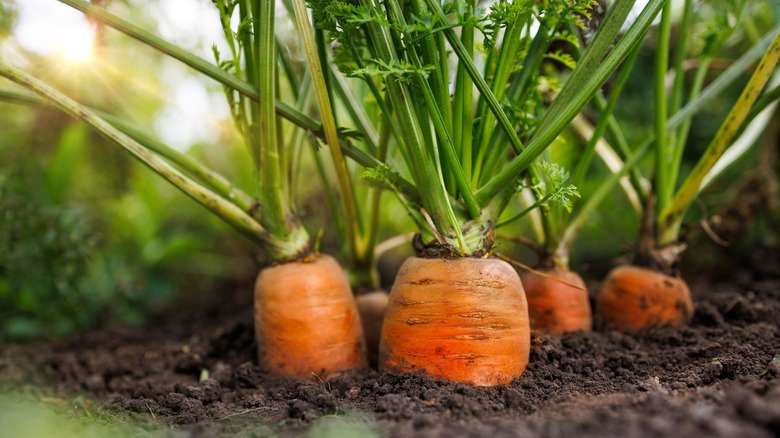 carrots growing in a field