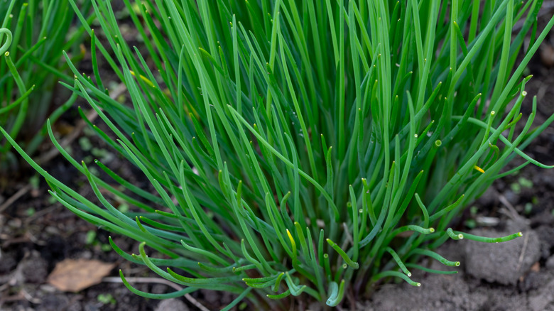 chives grow in a garden
