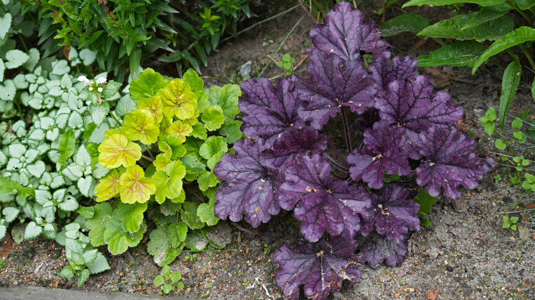 purple and green heuchera plants line a landscape bed
