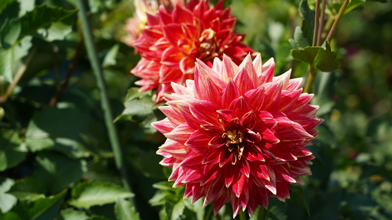 red dahlias in bloom