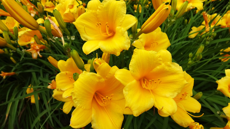 yellow daylilies in bloom