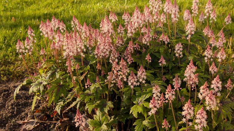 heucherella flowers in bloom in a field