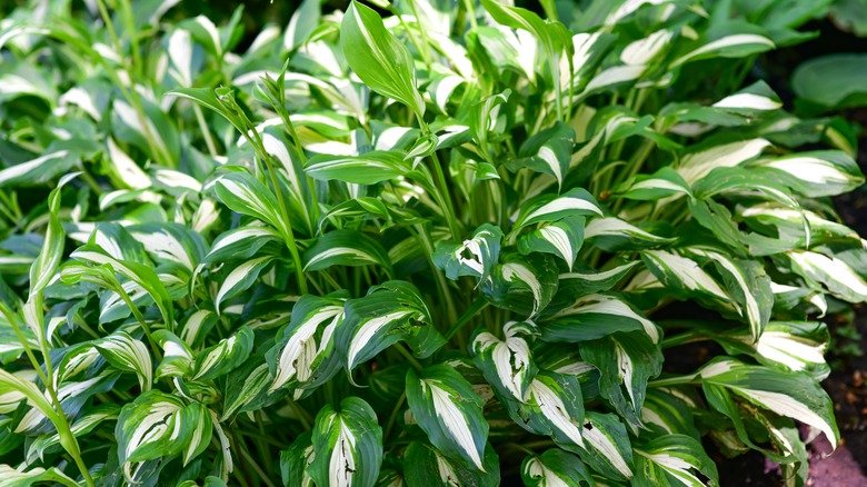 green and white leaves of a hosta plant