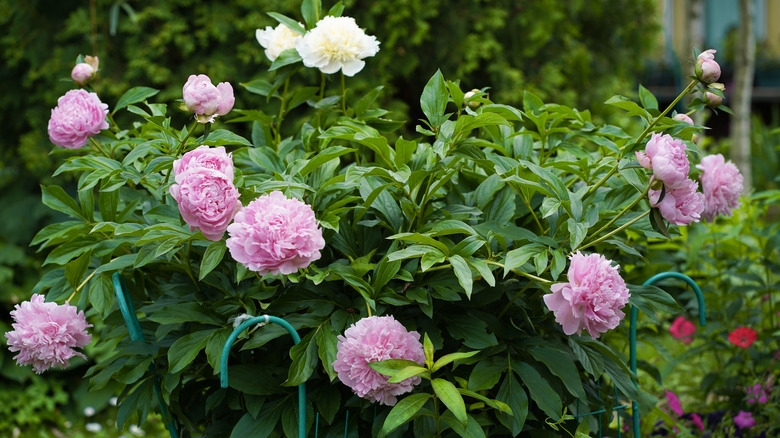 blooming peonies