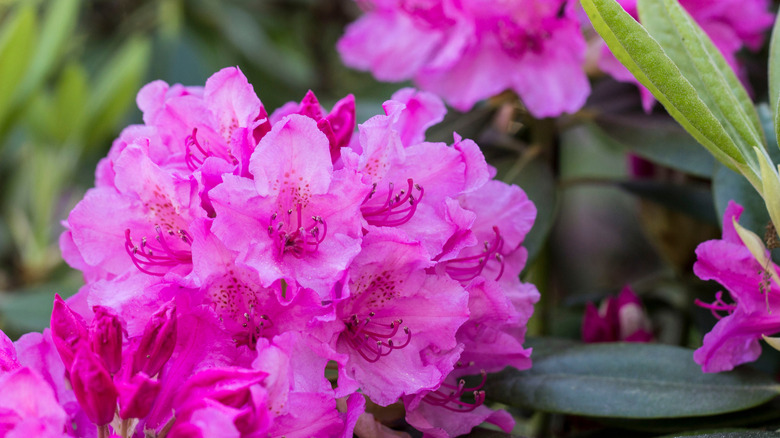 a hot pink rhododendron flower