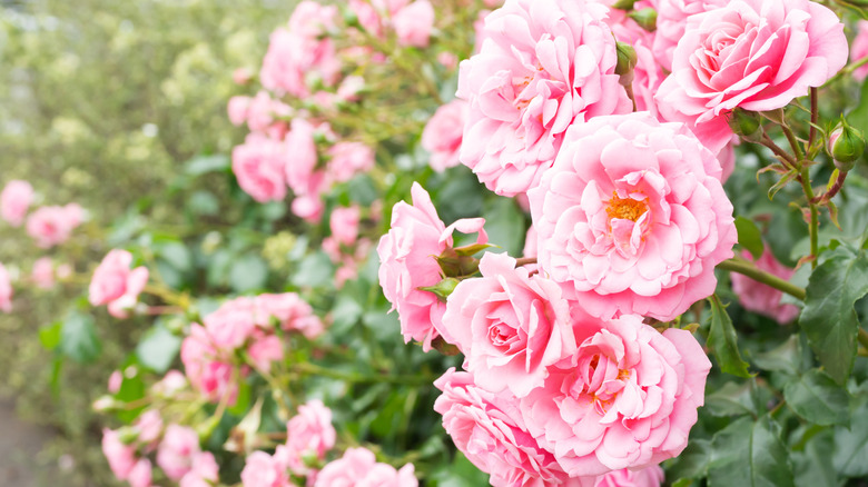 light pink blooming roses