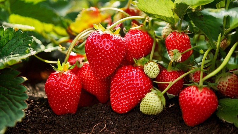 strawberries grow in a garden