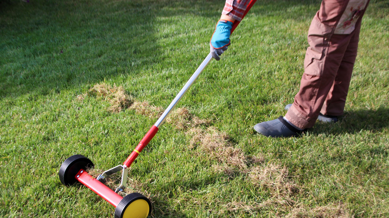 woman dethatching lawn manually